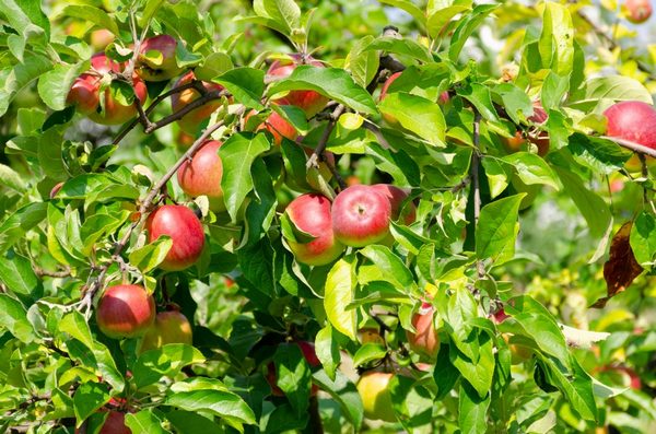 Memory Michurin apple tree