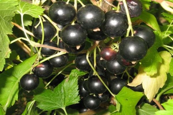 Black currant Globe photo