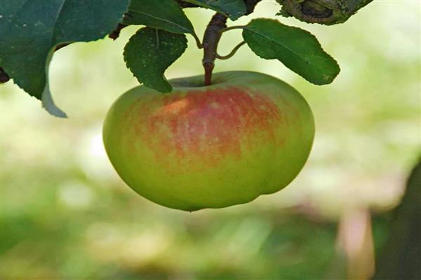 Apple tree Boyken photo