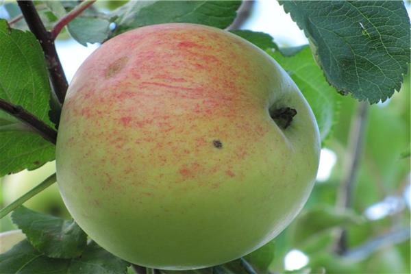 Apple-tree Borovinka akulovskaya photo