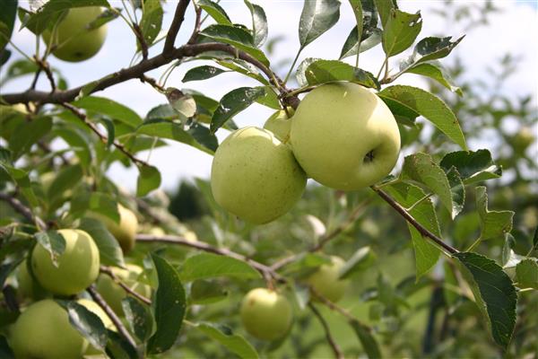 Fotografija jabuke ebanovine