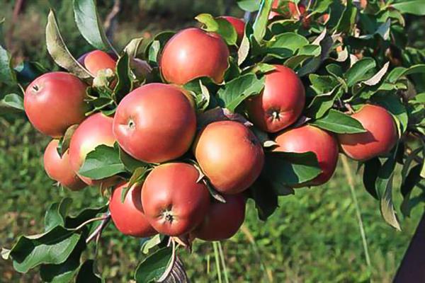 Apfelbaum Kazachka Kuban Foto