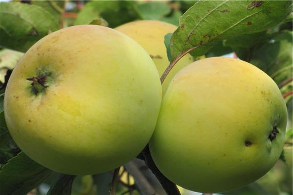 Apple tree Kazanischenskoe larawan