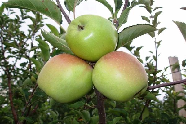 Apple tree Kore photo