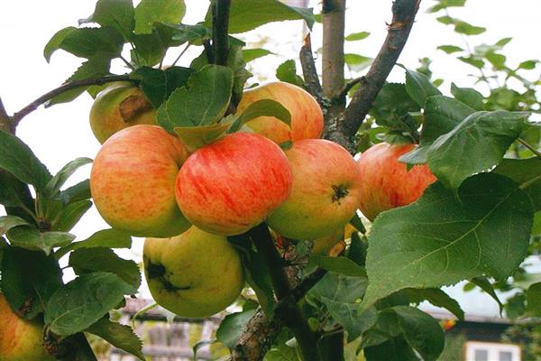 Apple tree Brown photo