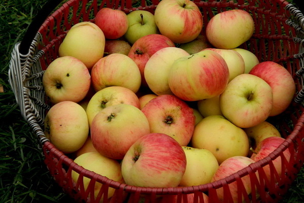 Apple tree Cinnamon guhit na paglalarawan