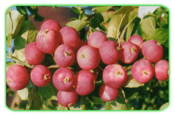 Apple tree Kagandahan ng Buryatia larawan