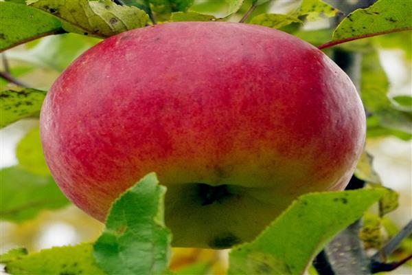 Apple tree red bunch photo