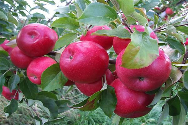 Apfelbaum rot frühes Foto