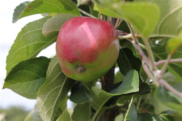 Larawan ng puno ng apple Kuban