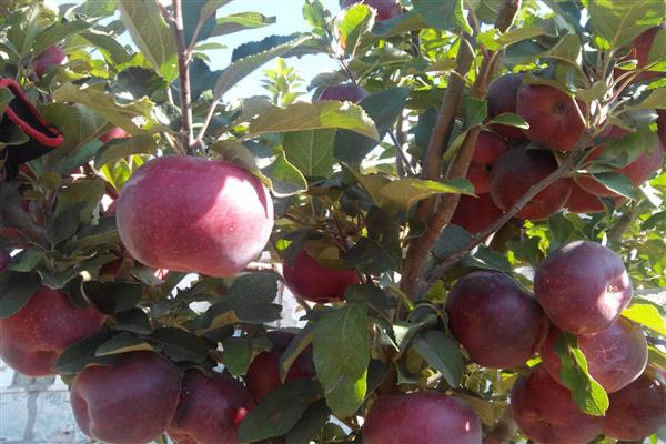 Apple tree Kuban crimson photo