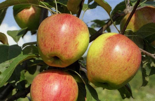 Apple-tree Kurnakovskoe