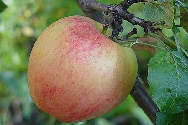 Apple-tree Kurnakovskoe