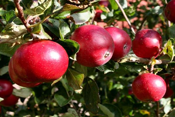 Larawan ng dessert na Minusinskoe ng Apple-tree