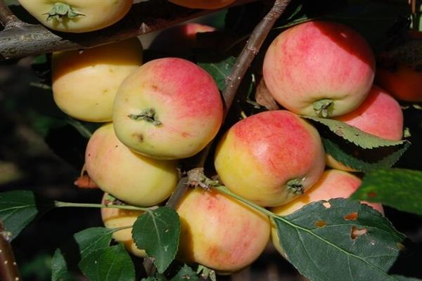 Apple tree Pouring Amur photo