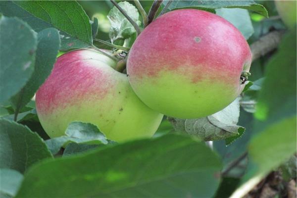 Larawan ng Olimpiko puno ng Apple