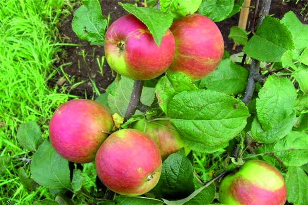 Apple tree Orlovskoe woodland photo