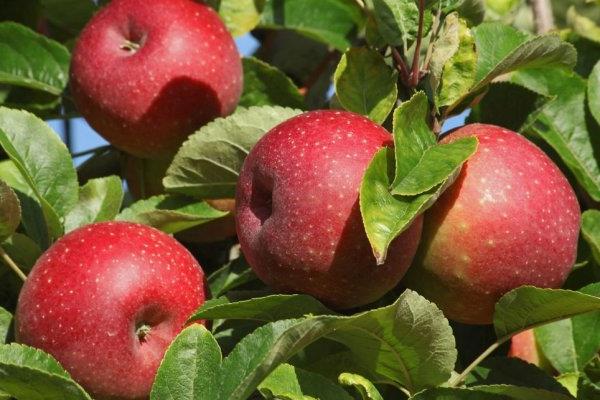 Larawan ng puno ng Apple Ostankino