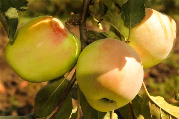 Apfelbaum Erinnerung an Esaulu Foto