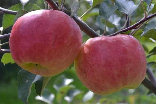 Apfelbaum in Erinnerung an Khitrovo Foto