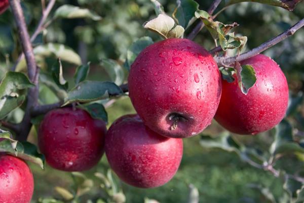 עץ תפוח לזכרו של תצלום אוליאנישצ'וב