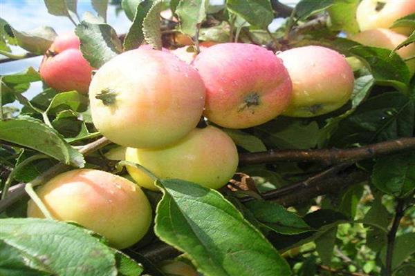 Apple tree Pavlusha photo