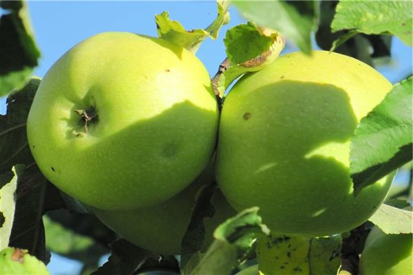 Apple tree Pepin London photo