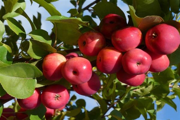 Puno ng Apple na Panganay sa larawan ng Buryatia