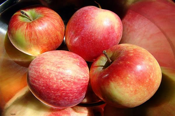 Apple tree Flame of Elbrus photo