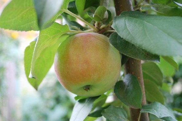 Apple tree Snowdrop