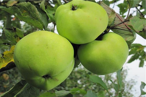 Apple tree Excellent photo