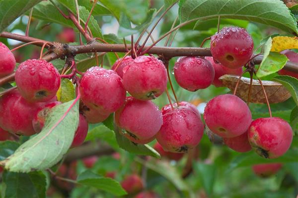 Apple tree Ranetka purple photo