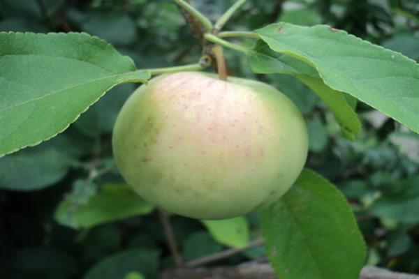 Apple tree Maagang Bolonyaeva larawan