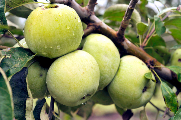 Apple tree Renet Simirenko