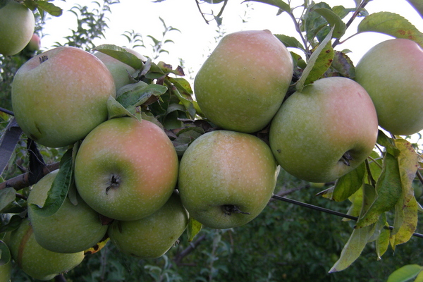 Apfelbaum Renet Simirenko