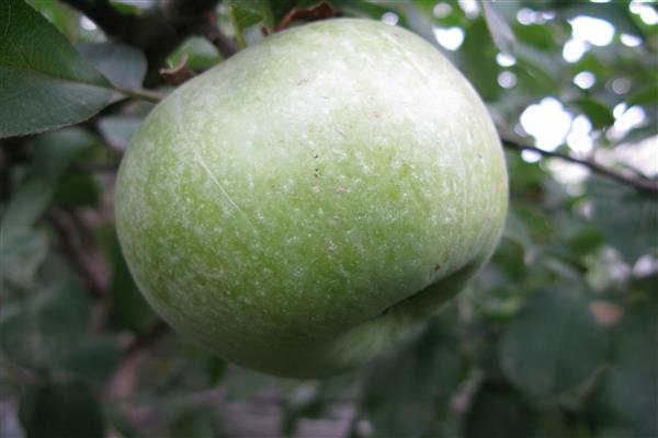 Apple tree Renet Simirenko larawan