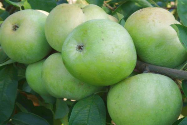 Larawan ng Apple-tree Renet Caucasian