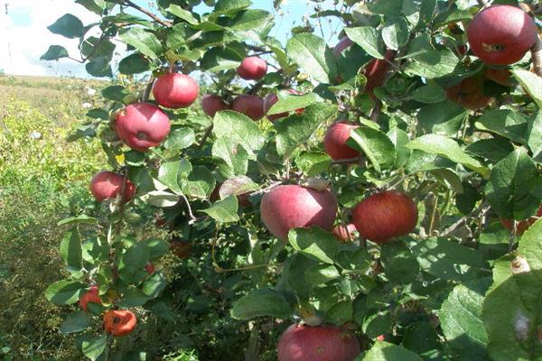 Larawan ng Apple-tree na Rossosh crimson