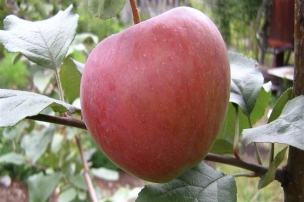 Apple tree Rossosh striped photo