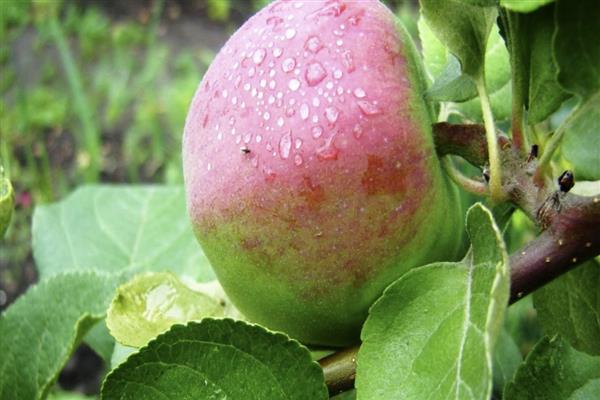 Apple tree Rossosh striped photo