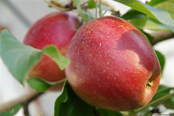 Masarap na larawan ang puno ng Apple na Rossoshanskoe