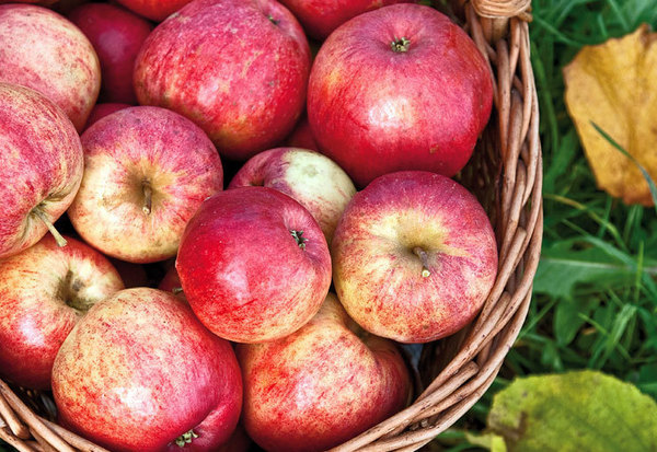 Beschreibung des Apfelbaums Strifel