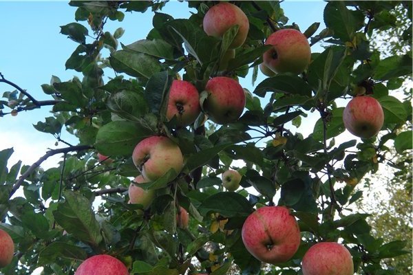 Paglalarawan ng puno ng Apple na Strifel