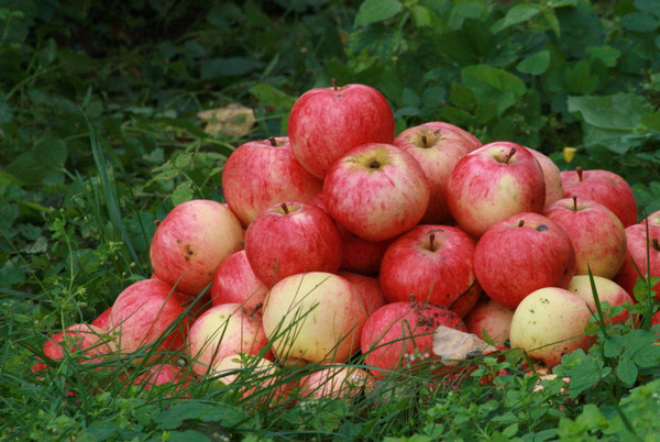 Beschreibung des Apfelbaums Strifel