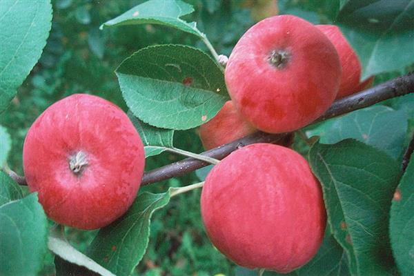 Apple tree Silver hoof photo