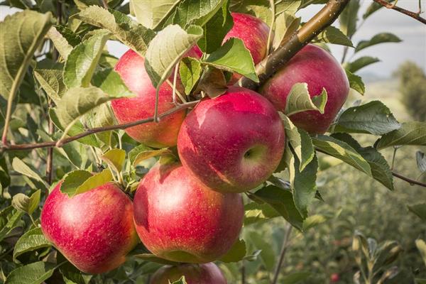 Apple tree Silver hoof photo