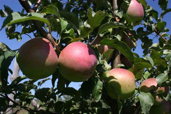 Apple tree Sergiana photo