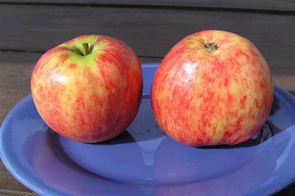 Apple tree Seedling Titovki larawan