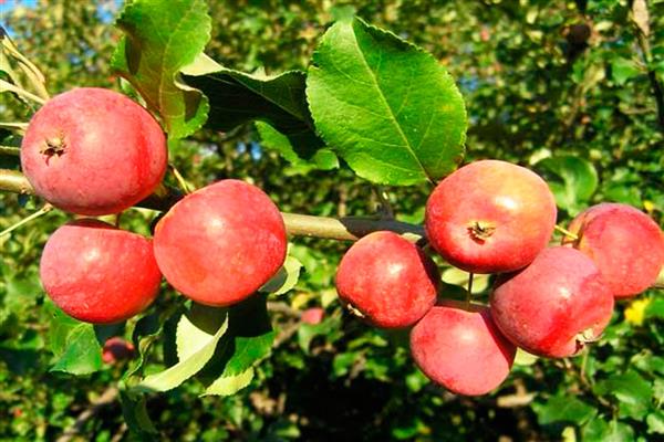 Larawan ng souvenir ng puno ng Apple tree