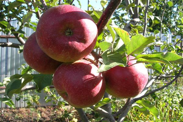 Apple tree Skryzhapel photo